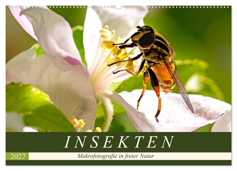 INSEKTEN - Makrofotografie in freier Natur (Wandkalender 2027 DIN A2 quer) CALVENDO Monatskalender