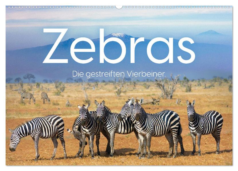 Zebras - Die gestreiften Vierbeiner. (Wandkalender 2027 DIN A2 quer) CALVENDO Monatskalender