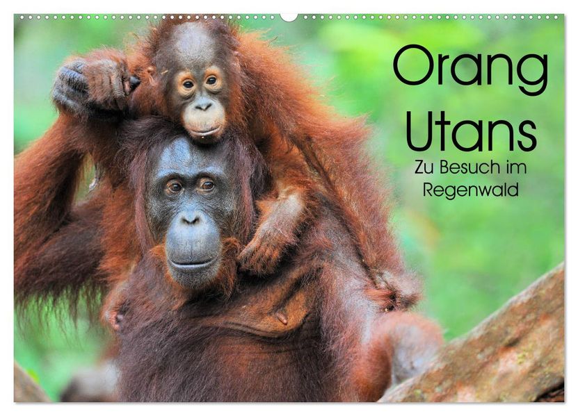Orang Utans: Zu Besuch im Regenwald (Wandkalender 2027 DIN A2 quer) CALVENDO Monatskalender