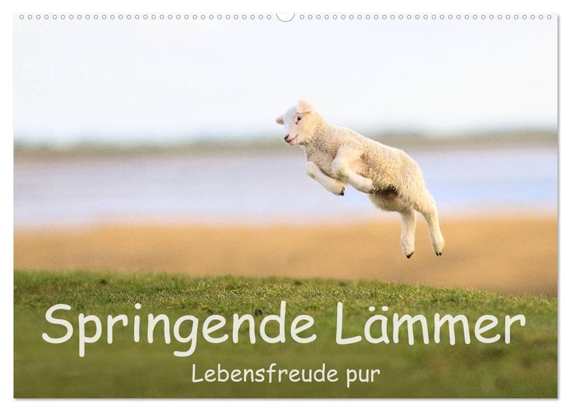 Springende Lämmer: Lebensfreude pur (Wandkalender 2027 DIN A2 quer) CALVENDO Monatskalender