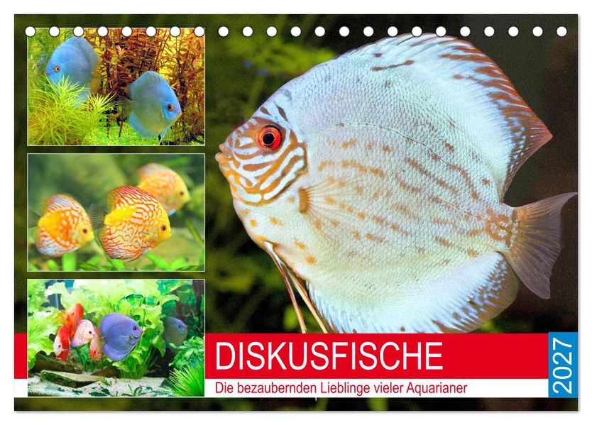 Diskusfische. Die bezaubernden Lieblinge vieler Aquarianer (Tischkalender 2027 DIN A5 quer) CALVENDO Monatskalender