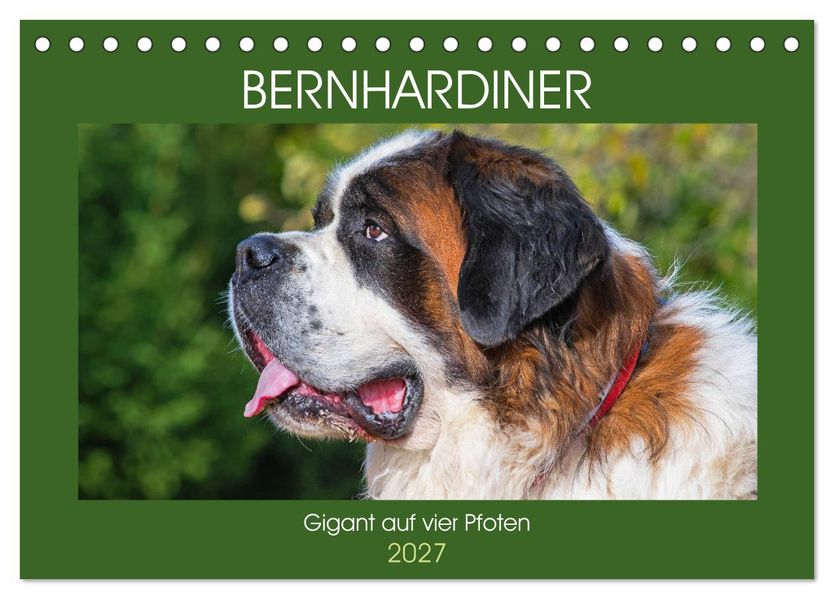 Bernhardiner - Gigant auf vier Pfoten (Tischkalender 2027 DIN A5 quer) CALVENDO Monatskalender