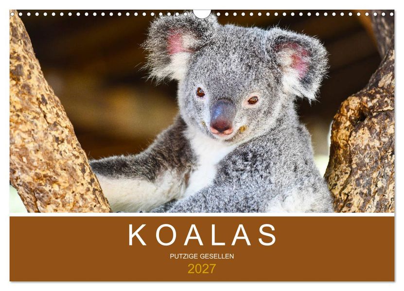 Koalas putzige Gesellen (Wandkalender 2027 DIN A3 quer) CALVENDO Monatskalender