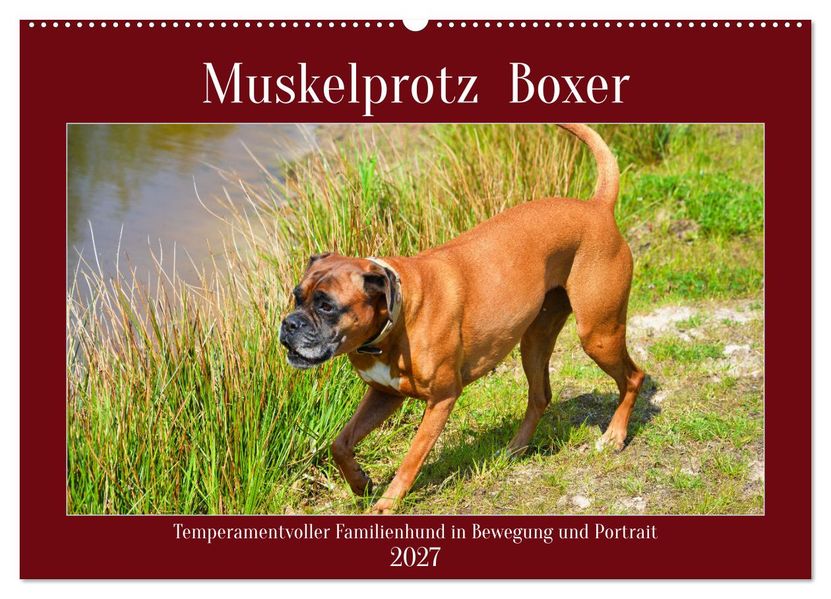 Muskelprotz Boxer (Wandkalender 2027 DIN A2 quer) CALVENDO Monatskalender