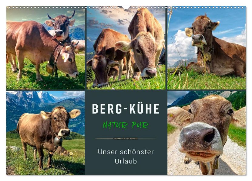 Berg-Kühe Natur pur - unser schönster Urlaub (Wandkalender 2027 DIN A2 quer) CALVENDO Monatskalender