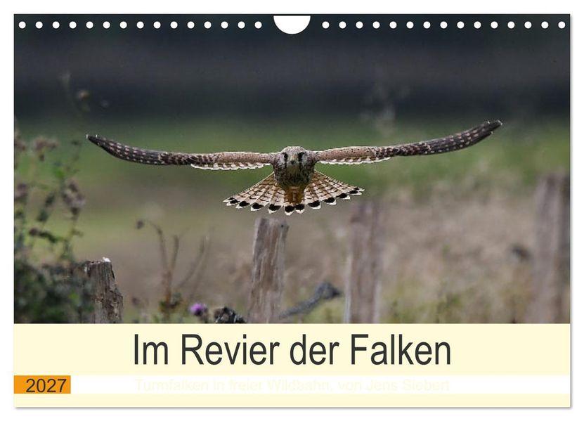 Im Revier der Falken (Wandkalender 2027 DIN A4 quer) CALVENDO Monatskalender