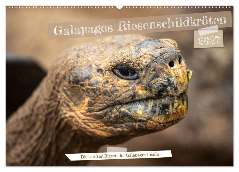 Die Riesenschildkröten der Galapagos Inseln (Wandkalender 2027 DIN A2 quer) CALVENDO Monatskalender