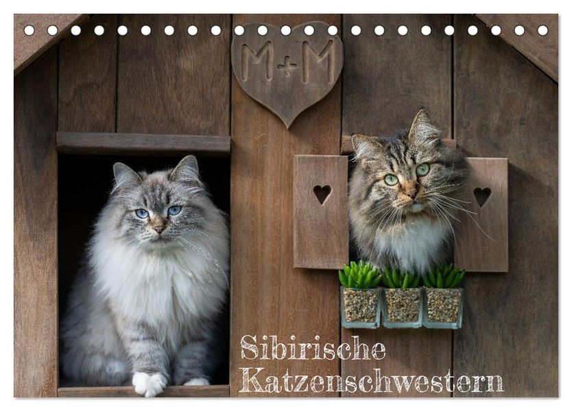 Maui und Molokai - Sibirische Katzenschwestern (Tischkalender 2027 DIN A5 quer) CALVENDO Monatskalender