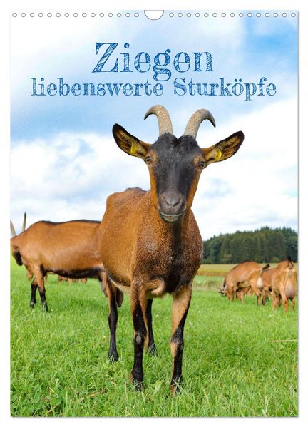 Ziegen - liebenswerte Sturköpfe (Wandkalender 2027 DIN A3 hoch) CALVENDO Monatskalender