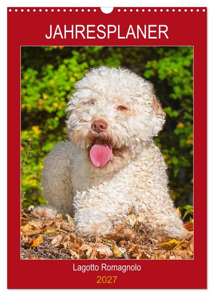 Jahresplaner Lagotto Romagnolo (Wandkalender 2027 DIN A3 hoch) CALVENDO Monatskalender