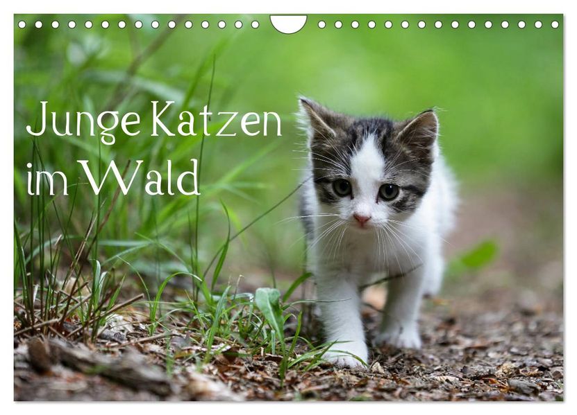 Junge Katzen im Wald (Wandkalender 2027 DIN A4 quer) CALVENDO Monatskalender