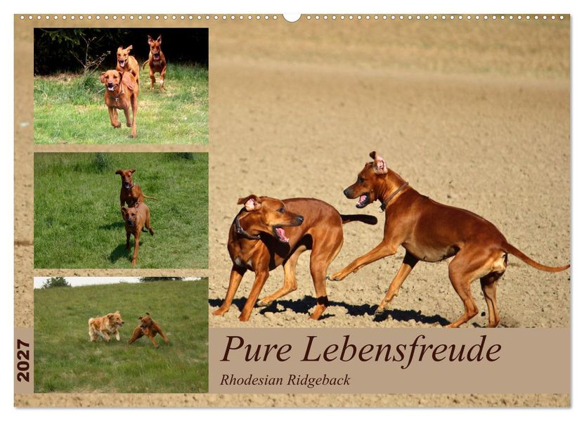 Rhodesian Ridgeback Pure Lebensfreude (Wandkalender 2027 DIN A2 quer) CALVENDO Monatskalender