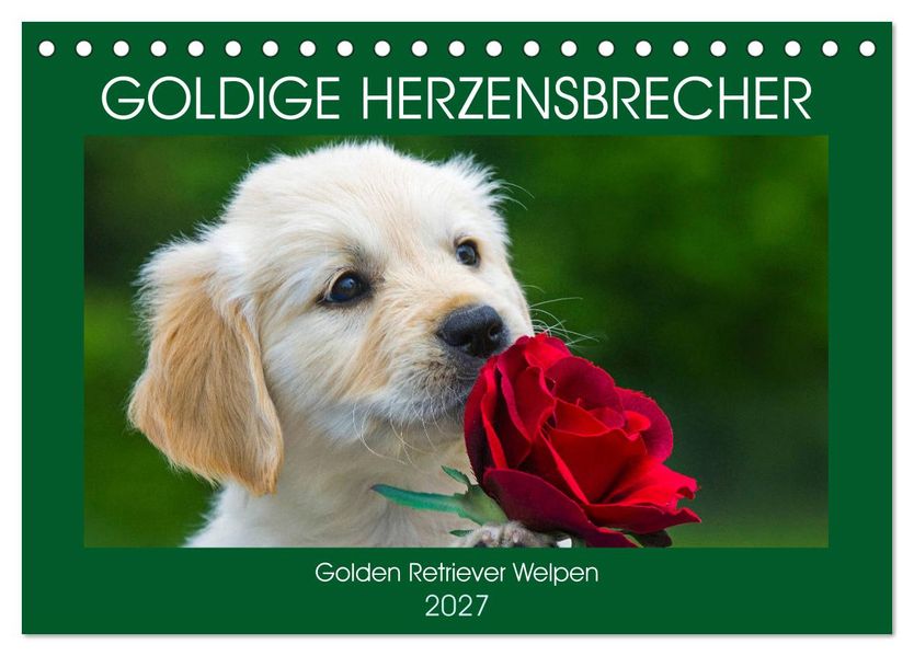 Goldige Herzensbrecher - Golden Retriever Welpen (Tischkalender 2027 DIN A5 quer) CALVENDO Monatskalender