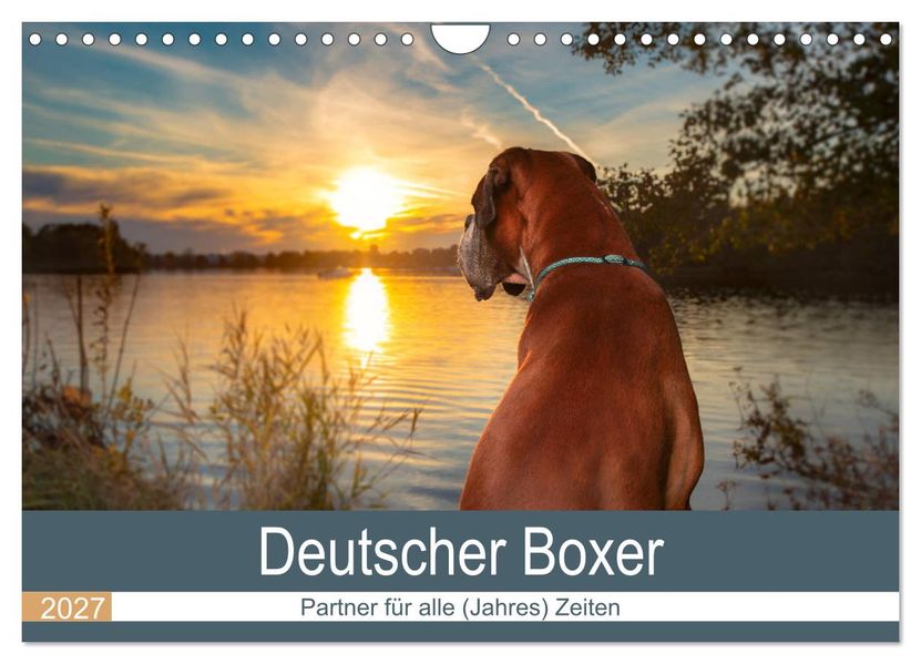 Deutscher Boxer (Wandkalender 2027 DIN A4 quer) CALVENDO Monatskalender