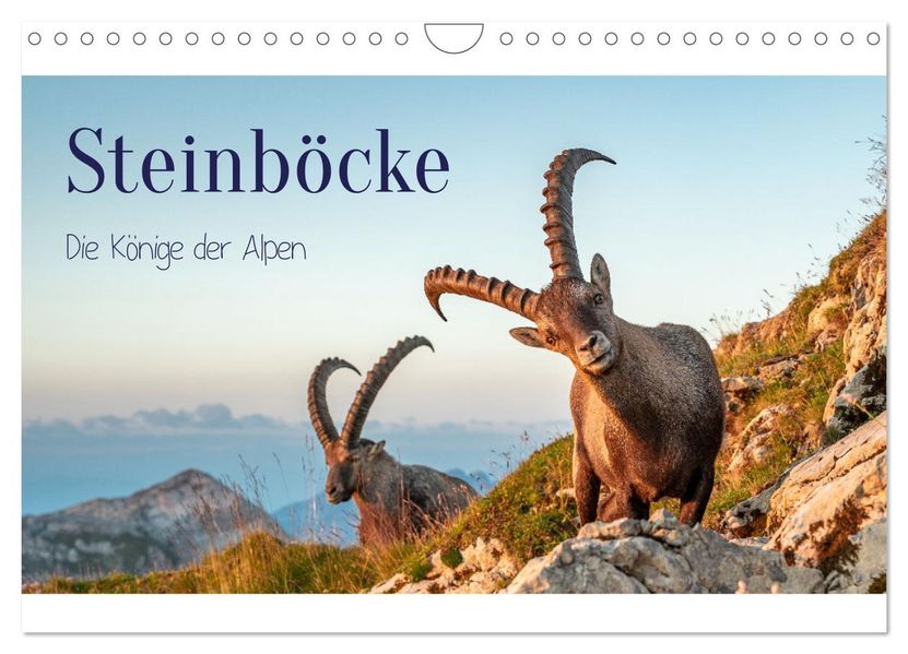 Steinböcke - Die Könige der Alpen (Wandkalender 2027 DIN A4 quer) CALVENDO Monatskalender
