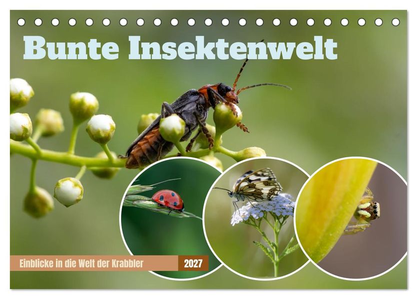 Bunte Insektenwelt (Tischkalender 2027 DIN A5 quer) CALVENDO Monatskalender