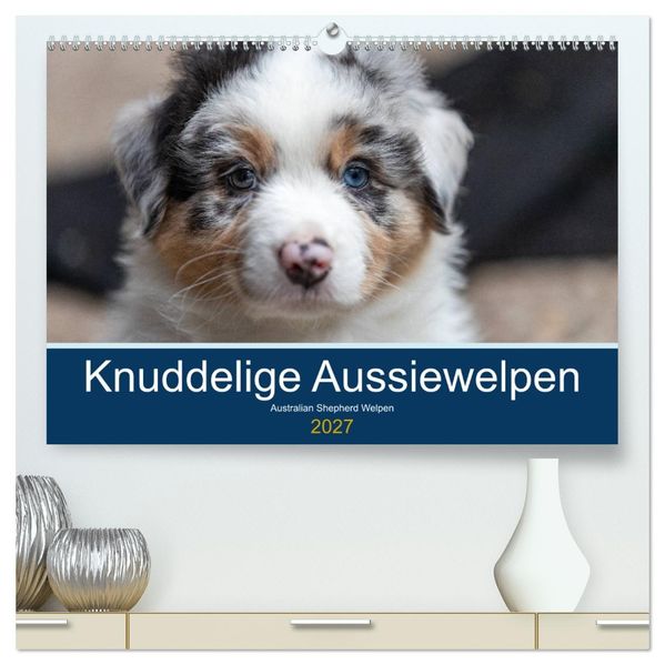 Australian Shepherd Welpen 2027 (hochwertiger Premium Wandkalender 2027 DIN A2 quer) Kunstdruck in Hochglanz