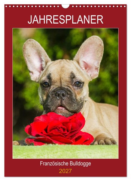 Jahresplaner Französische Bulldogge (Wandkalender 2027 DIN A3 hoch) CALVENDO Monatskalender