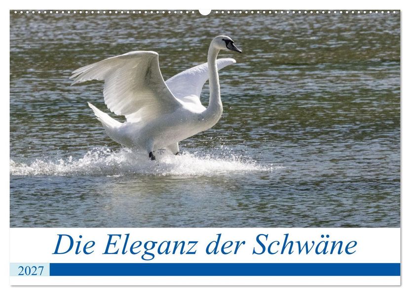 Die Eleganz der Schwäne (Wandkalender 2027 DIN A2 quer) CALVENDO Monatskalender