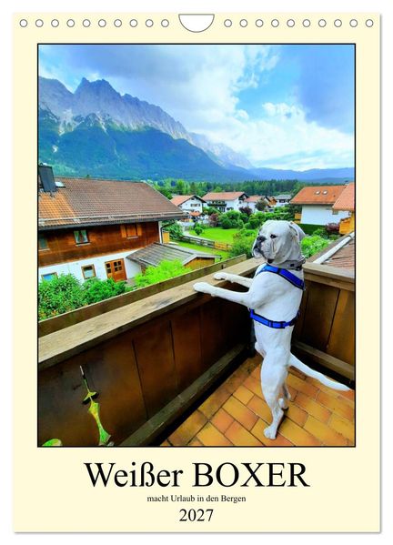 Weißer BOXER im Urlaub (Wandkalender 2027 DIN A4 hoch) CALVENDO Monatskalender