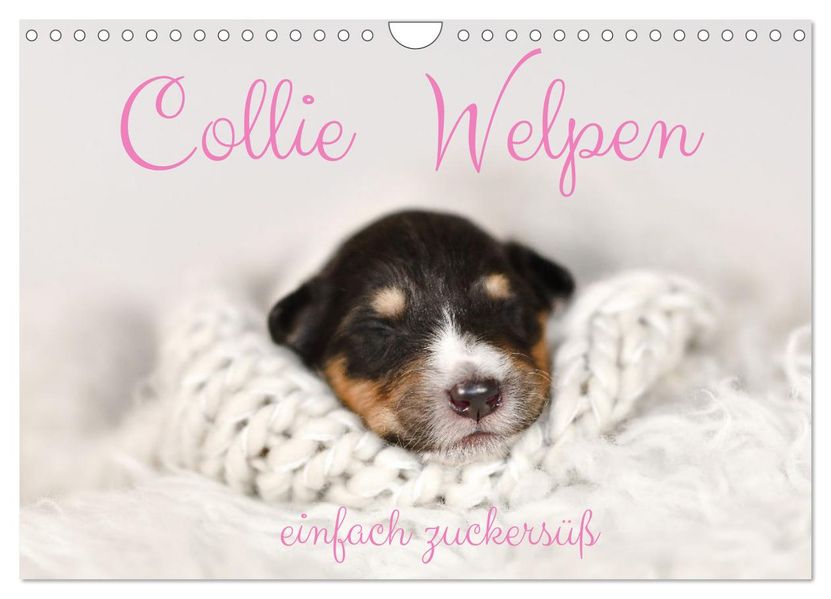Collie Welpen einfach zuckersüß (Wandkalender 2027 DIN A4 quer) CALVENDO Monatskalender