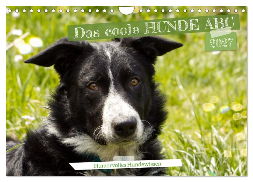 Das coole Hunde ABC (Wandkalender 2027 DIN A4 quer) CALVENDO Monatskalender