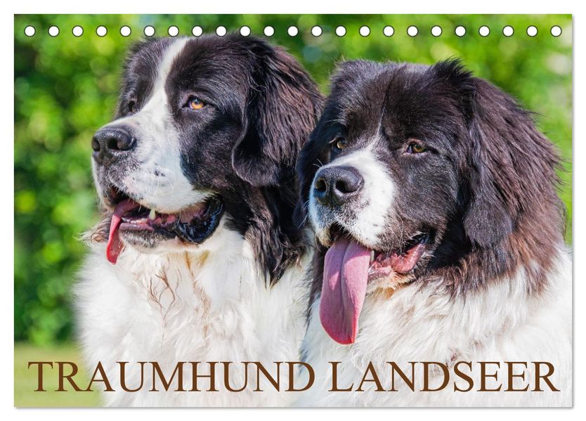 Traumhund Landseer (Tischkalender 2027 DIN A5 quer) CALVENDO Monatskalender