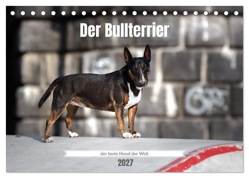 Der Bullterrier der beste Hund der Welt (Tischkalender 2027 DIN A5 quer) CALVENDO Monatskalender
