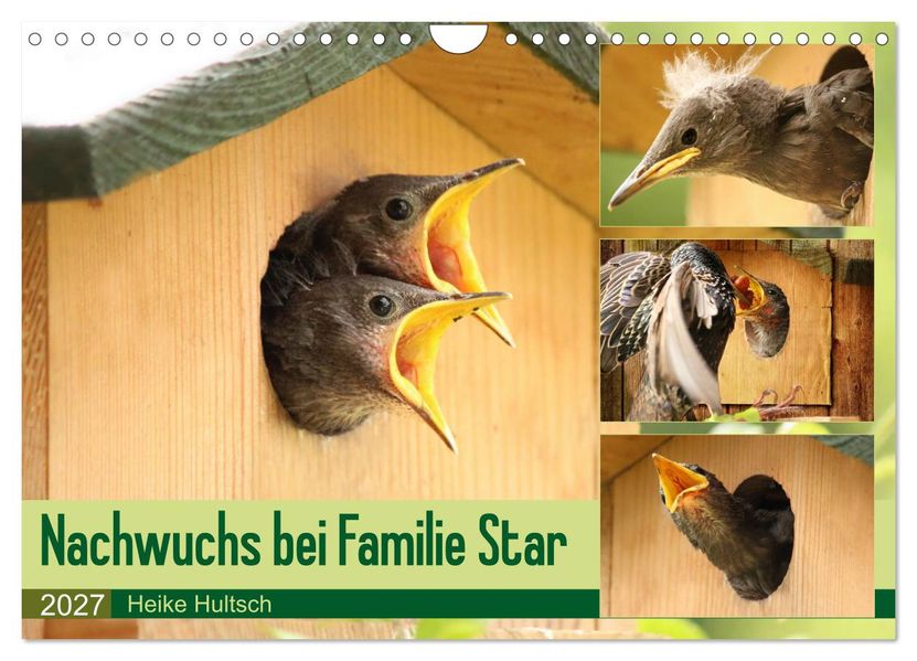 Nachwuchs bei Familie Star (Wandkalender 2027 DIN A4 quer) CALVENDO Monatskalender