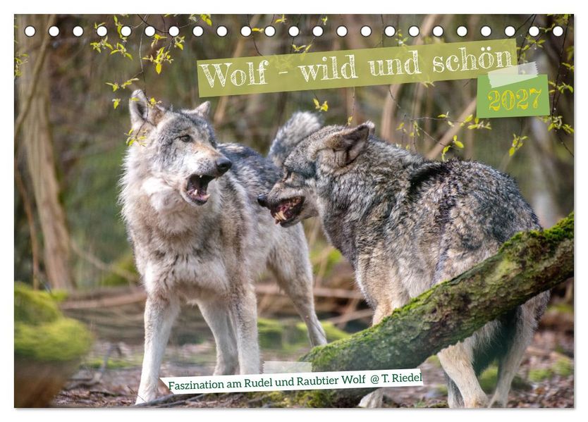 Wolf - wild und schön (Tischkalender 2027 DIN A5 quer) CALVENDO Monatskalender