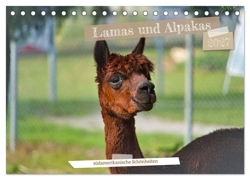 Lamas und Alpakas - südamerikanische Schönheiten (Tischkalender 2027 DIN A5 quer) CALVENDO Monatskalender