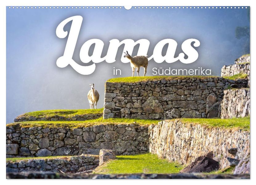 Lamas in Südamerika (Wandkalender 2027 DIN A2 quer) CALVENDO Monatskalender