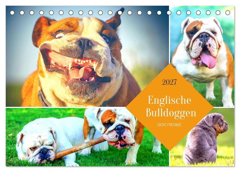 Dicke Freunde. Englische Bulldoggen (Tischkalender 2027 DIN A5 quer) CALVENDO Monatskalender