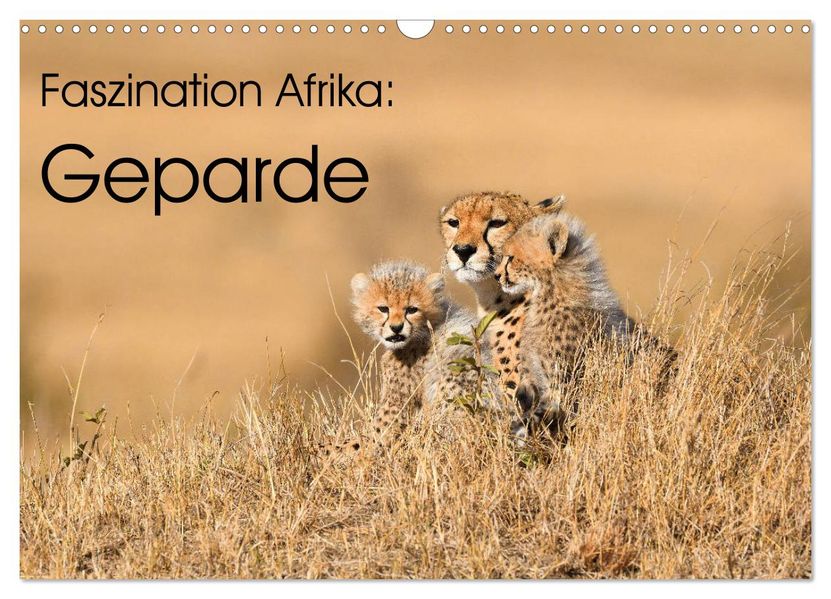 Faszinaton Afrika: Geparde (Wandkalender 2027 DIN A3 quer) CALVENDO Monatskalender