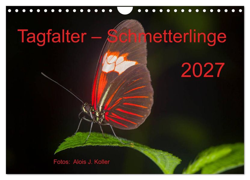 Tagfalter Schmetterlinge (Wandkalender 2027 DIN A4 quer) CALVENDO Monatskalender