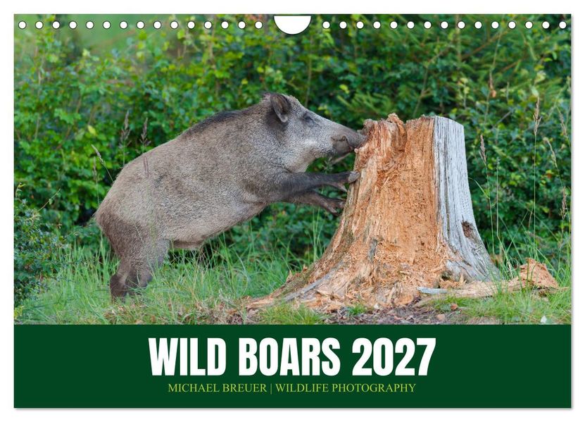 Wild Boars (Wall Calendar 2027 DIN A4 landscape) CALVENDO 12 Month Wall Calendar
