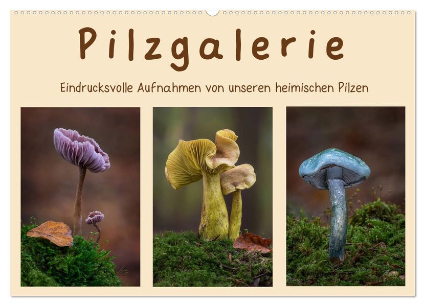Pilzgalerie - Eindrucksvolle Aufnahmen von unseren heimischen Pilzen (Wandkalender 2027 DIN A2 quer) CALVENDO Monatskalender
