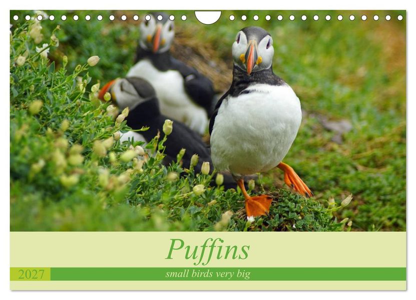 Puffins - small birds very big (Wall Calendar 2027 DIN A4 landscape) CALVENDO 12 Month Wall Calendar