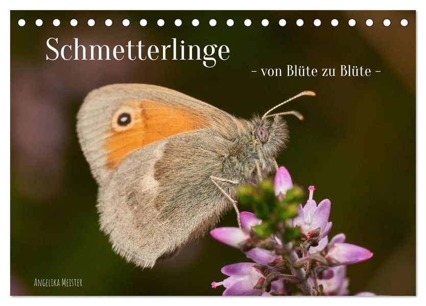 Schmetterlinge - von Blüte zu Blüte - (Tischkalender 2027 DIN A5 quer) CALVENDO Monatskalender
