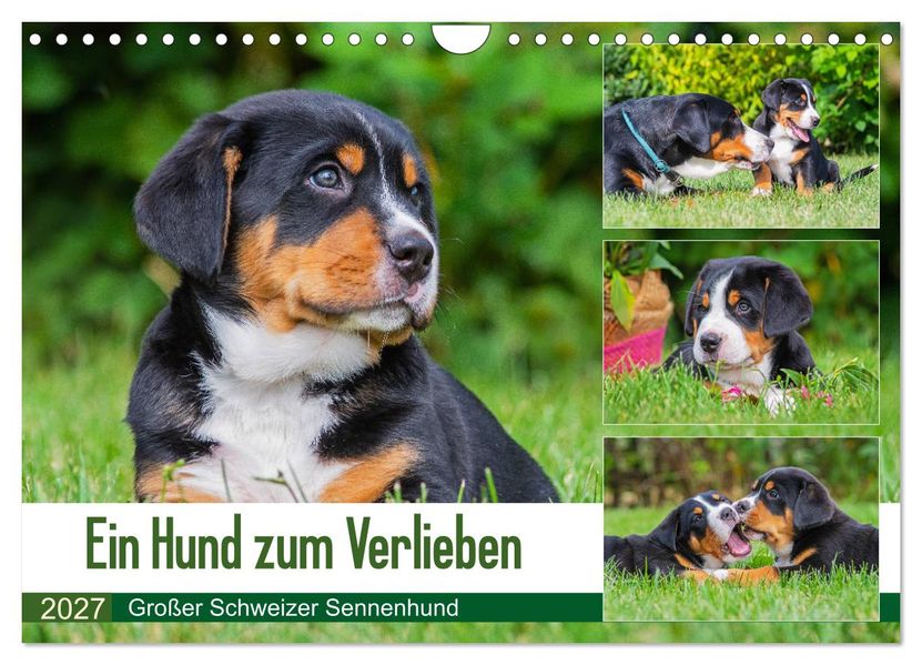 Ein Hund zum Verlieben - Großer Schweizer Sennenhund (Wandkalender 2027 DIN A4 quer) CALVENDO Monatskalender