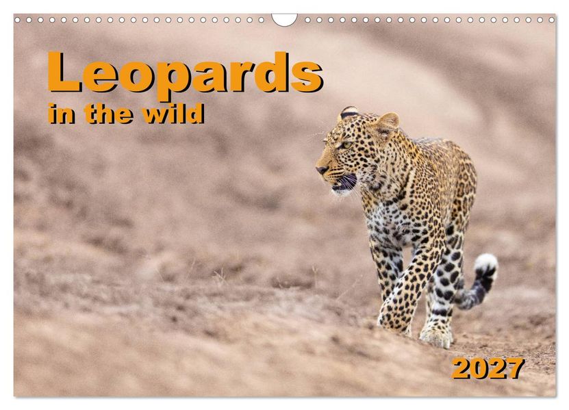 Leopards in the wild (Wall Calendar 2027 DIN A3 landscape) CALVENDO 12 Month Wall Calendar