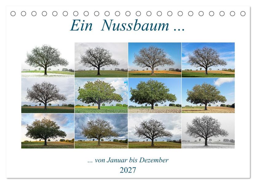 Ein Nussbaum von Januar bis Dezember (Tischkalender 2027 DIN A5 quer) CALVENDO Monatskalender