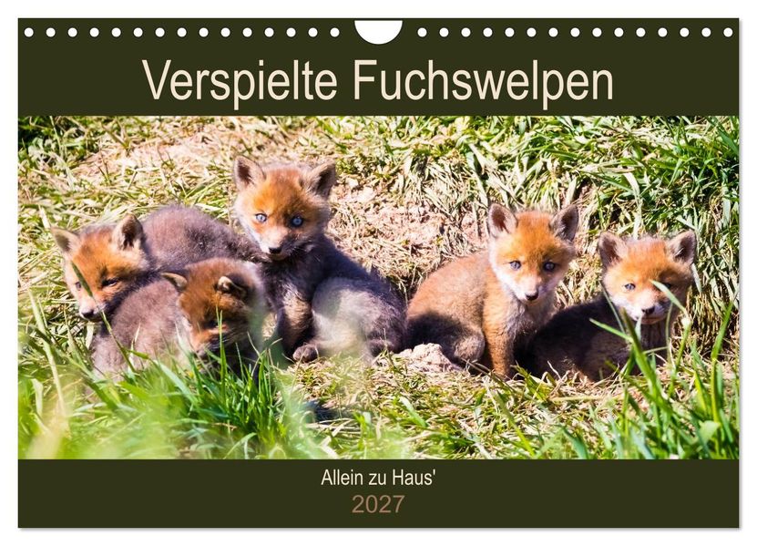Verspielte Fuchswelpen - Allein zu Haus' (Wandkalender 2027 DIN A4 quer) CALVENDO Monatskalender