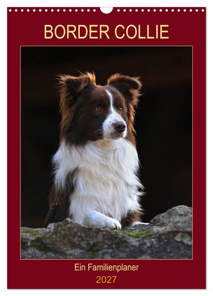 Border Collie - Ein Familienplaner (Wandkalender 2027 DIN A3 hoch) CALVENDO Monatskalender