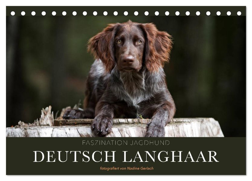 Faszination Jagdhund - Deutsch Langhaar (Tischkalender 2027 DIN A5 quer) CALVENDO Monatskalender