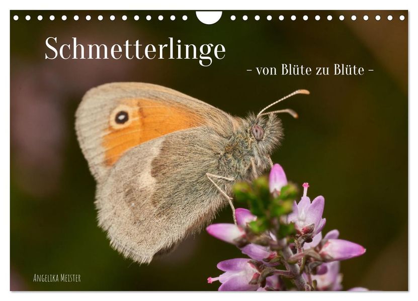 Schmetterlinge - von Blüte zu Blüte - (Wandkalender 2027 DIN A4 quer) CALVENDO Monatskalender