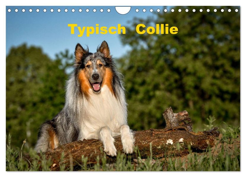 Typisch Collie (Wandkalender 2027 DIN A4 quer) CALVENDO Monatskalender