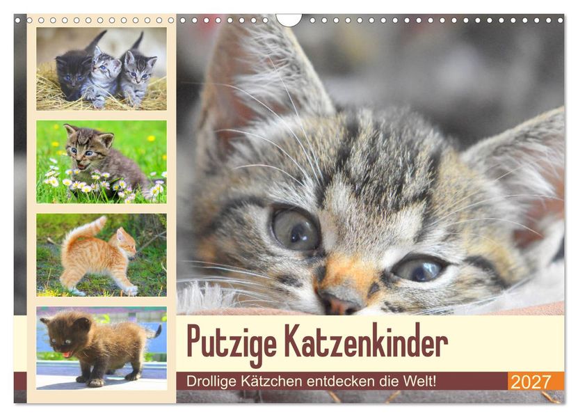 Putzige Katzenkinder. Drollige Kätzchen entdecken die Welt! (Wandkalender 2027 DIN A3 quer) CALVENDO Monatskalender