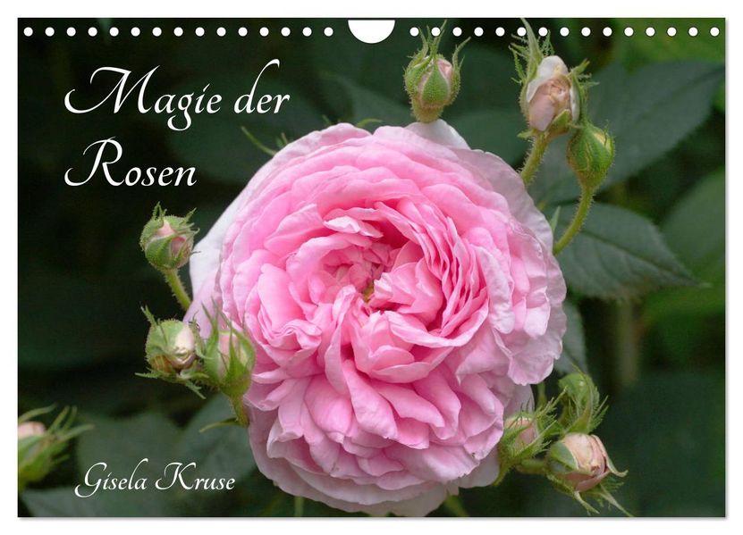 Magie der Rosen (Wandkalender 2027 DIN A4 quer) CALVENDO Monatskalender