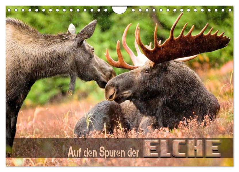 Auf den Spuren der Elche (Wandkalender 2027 DIN A4 quer) CALVENDO Monatskalender